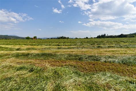 Green Fields With Grass And Hay Cut Ready To Be Harvested Stock Image