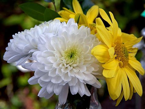 Filechrysanthemum Flower Wikimedia Commons