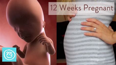 How Does My Baby Look Like At 12 Weeks Pregnant Baby Viewer