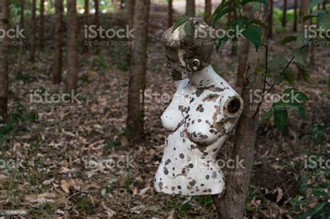 Abandoned Weird Mannequin Stock Photo Download Image Now Forest