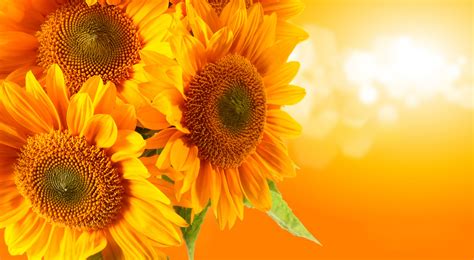 8400x4608 Free Wallpaper And Screensavers For Sunflower