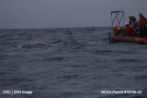 Entanglement Response Team Helps Gray Whale Off Wa Coast — Sr3 Sealife