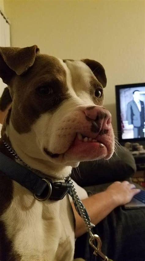 Photo Helps Dog With Grumpy Face Find A Home