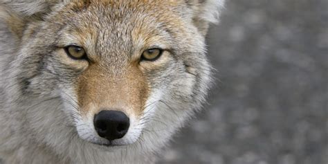 Calgary Dad Uses Vacuum To Scare Off Coyote