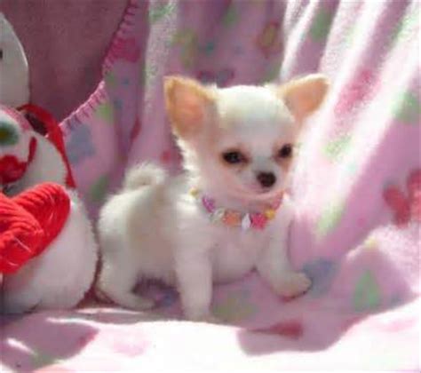 There are many theories surrounding the chihuahua's beginning. chihuahua puppies for free adoption