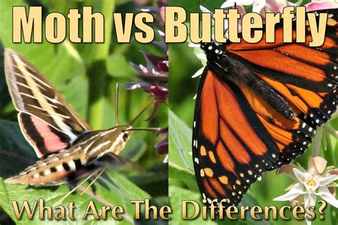 8 A Must Read Difference Between Moth And Butterfly With Pictures