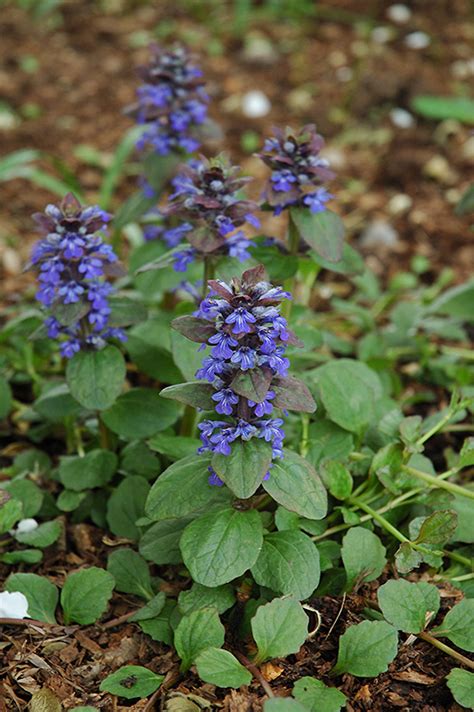 Caitlins Giant Bugleweed Ajuga Reptans Caitlins Giant