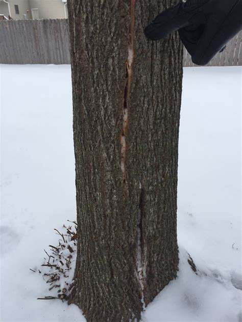 What Happened To My Linden Tree Split Trunk Peeled Bark