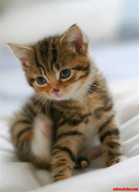 Awmuuuhhh Cute Kitty Cute Cats Hq Pictures Of Cute Cats And