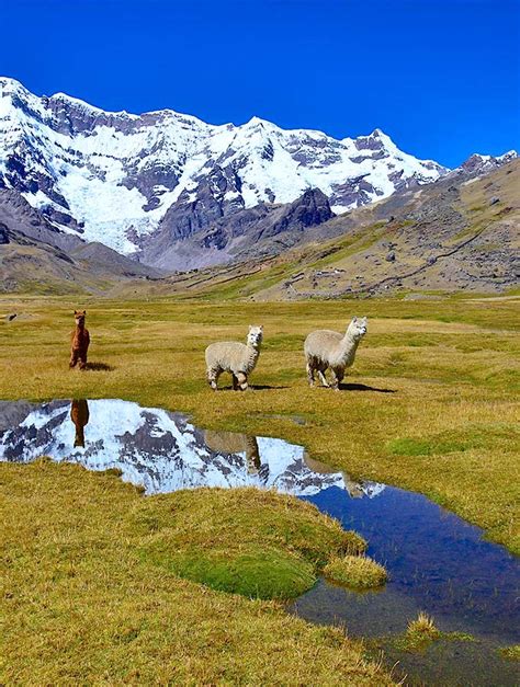 Ausangate Rainbow Mountain Peru Summit Adventures