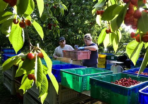 Rain Followed By Heat Impacts Mid Season Cherry Harvest