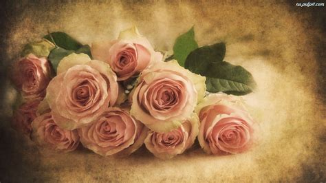 Tło Róże Różowe Piękne Cieniowane Na Pulpit