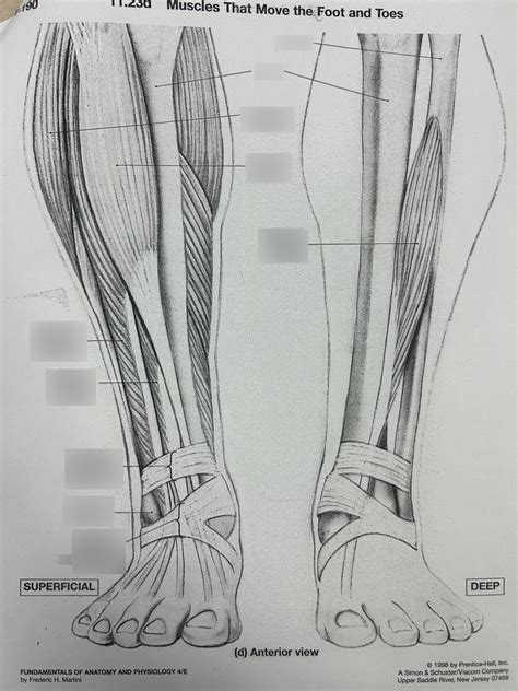 Muscles That Move The Foot And Toes Diagram Quizlet