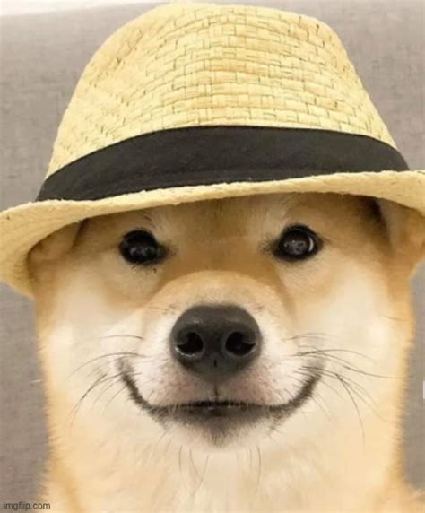 Doge Wearing A Hat Imgflip