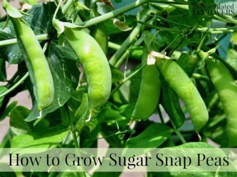 How To Grow Sugar Snap Peas From Seed To Harvest