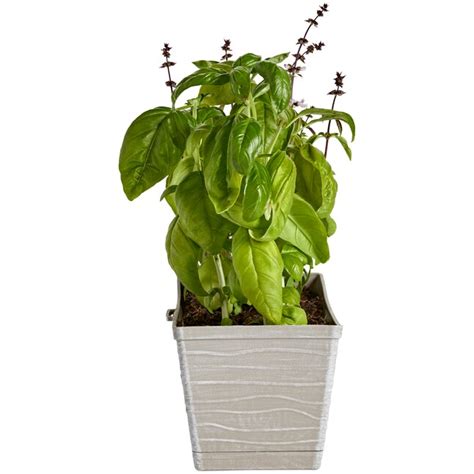 Bonnie Plants Basil Combo In 076 Gallon Pot In The Herb Plants
