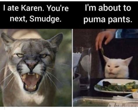 Pin By Lauren Pipkin On Cat Memes Clean Funny Jokes Funny Animal