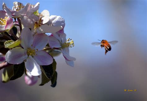 The A, Bee, Cs of Apple Pollination - USApple
