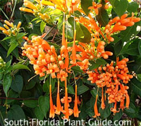 Orange flowered trees in south florida. Florida Flame Vine