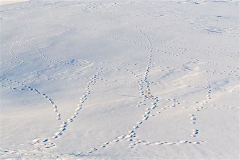 Animal Tracks in the Snow. Intertwined Footprints of Wild Animals in