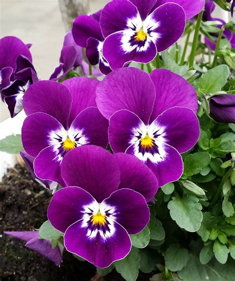 Purple Pansies Are Growing In The Garden