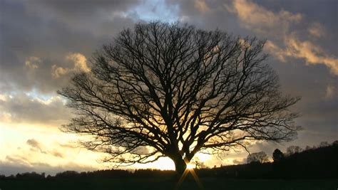 Big Old Leafless Oak Tree In Dusk Against Fall Clouds And A Setting