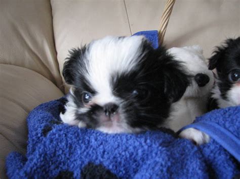 Ckc Registered Japanese Chin Puppies For Sale Adoption From Swalwell