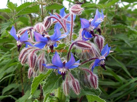 Limba Mielului Planta Tămăduitoare Cu Flori Ca Albastrul De Voroneț