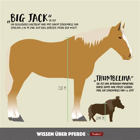 Vom größten und kleinsten Pferd der Welt - Pferdeliebe - das Magazin