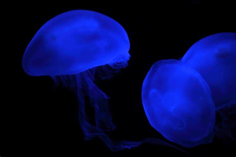 Blue Jellyfish Aquarium Co Za Species Exhibits Browse Flickr