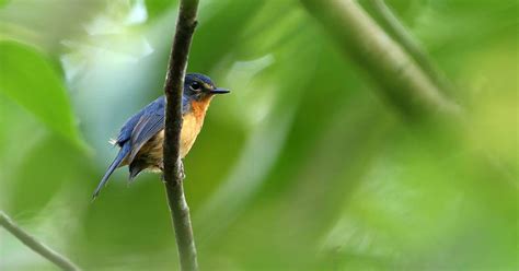 The 10 Newly Discovered Bird Species That Will Disappear In 20 Years