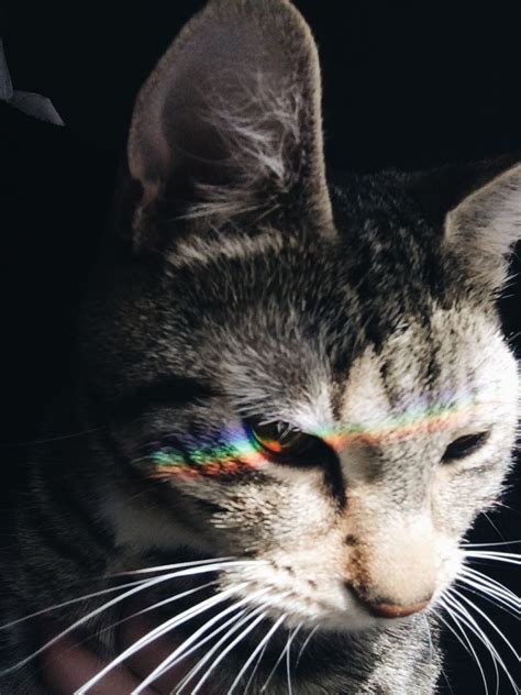 cats, cute, tumblr, aesthetic | Fotos de animais fofos ...