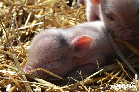Pet Pigs For Sale Near Me - Animal Friends