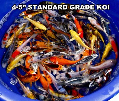Live Koi For Sale Koi Fish Carp Assorted Live Grade Aquarium Lot