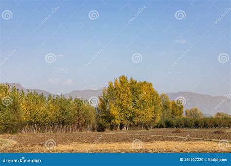 Beautiful Landscape View Of A Colorful Fall Foliage Poplar Trees With