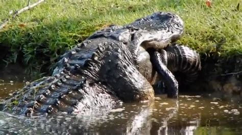 Enorme Crocodilo Canibal Come Outro De Quase Dois Metros MDig