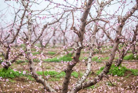 Peach Orchard Stock Photo Download Image Now Istock