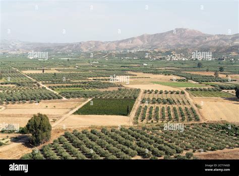 Olive Grove In The Mountains Hi Res Stock Photography And Images Alamy