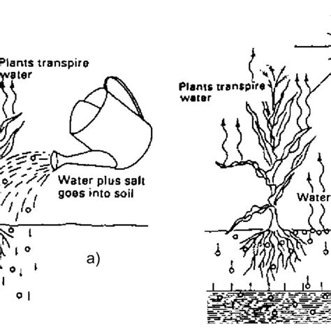 Salinization Caused By Irrigation Water A And A High Water Table B