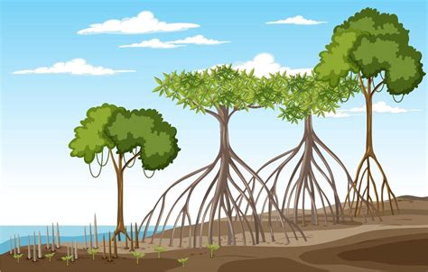 Nature Scene With Mangrove Forest In Cartoon Style Vector Art