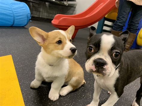 What if my puppy is outside the key socialization period? Omaha's Best Puppy Socialization Class: Dog Gone Problems