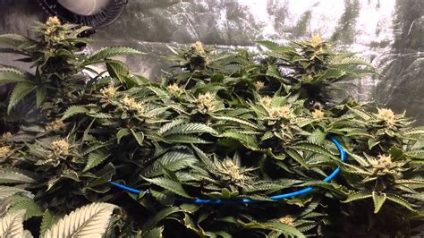 Growing grow room indoor growing growing cannabis. Grow Room Update - 3/2/14 - YouTube