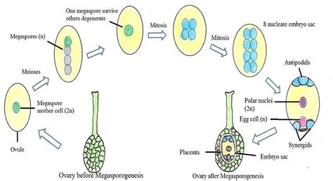 Mcq On Megasporogenesis For Neet Biologysir