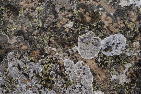 Lichens Growing On Limestone Stock Image Image Of Environment