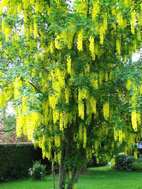 Fruits of golden rain trees are papery, inflated. 39 Best images about Golden Rain Tree on Pinterest | Trees ...