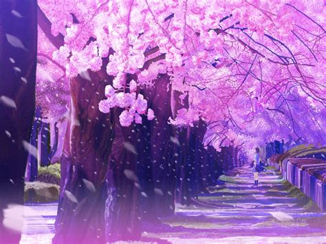 Sakura Anime Backgrounds Wallpapers Anime Scenery Anime Cherry Blossom