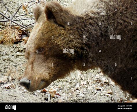 Mammals Of Bulgaria Hi Res Stock Photography And Images Alamy