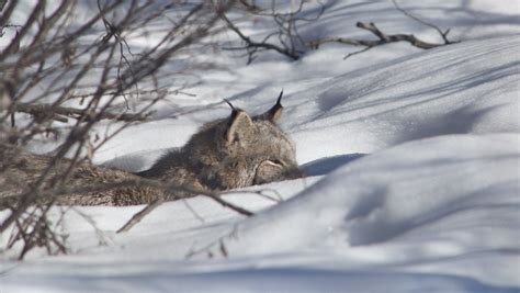 Scientists Reveal The Secret Lives Of Canada Lynx Folio