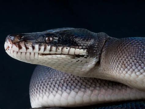 White Lipped Python Care Guide And Species Profile Everything Reptiles