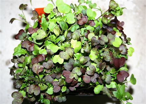 Microgreens Are Nutritious Grow Quickly Indoors